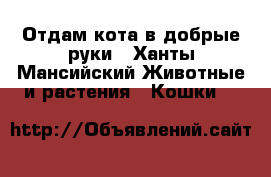 Отдам кота в добрые руки - Ханты-Мансийский Животные и растения » Кошки   